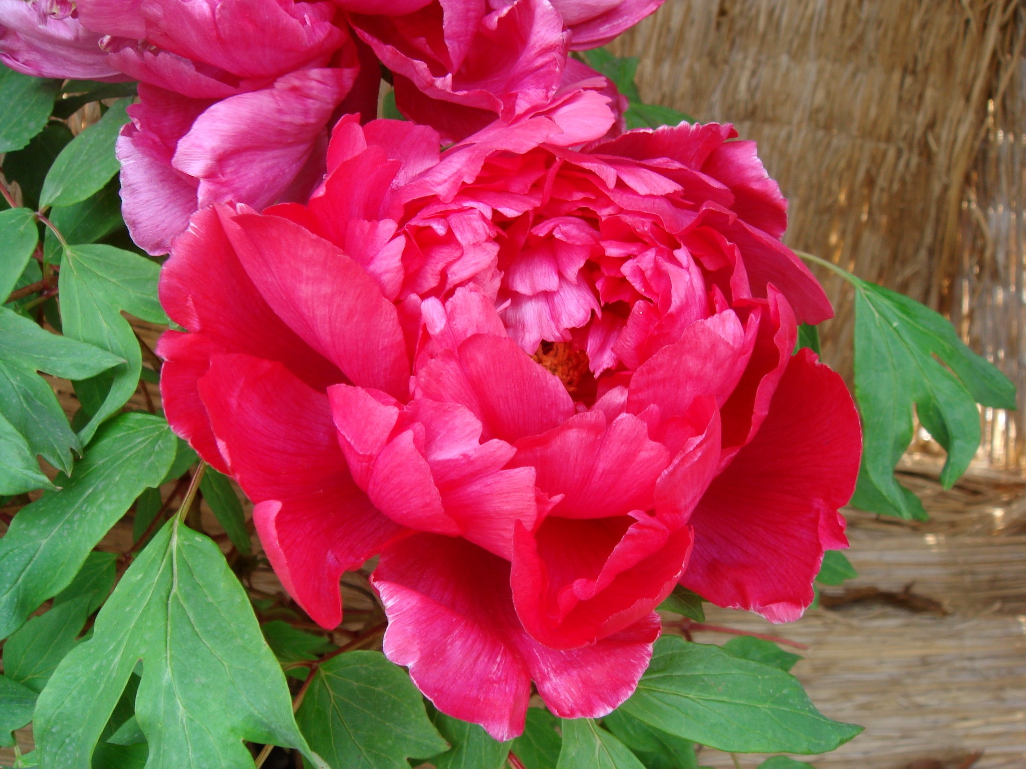 Paeonia suffruticosa Andrews